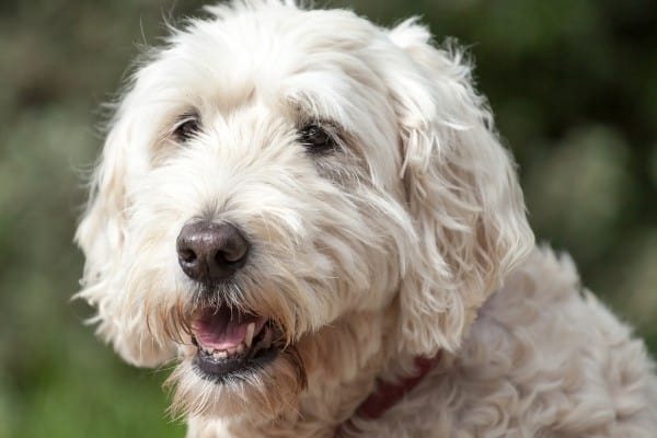 A light cream-colored adult Whoodle with a red collar.