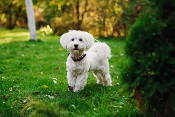 A white Malchi with a short haircut standing on a lush lawn.