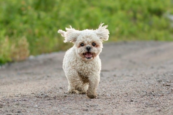 A Shichon (Bichon Frise Shih Tzu mix) running along a gravel lane.