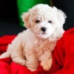 A cute Bichon Frise mixed puppy sitting on a bright red blanket.
