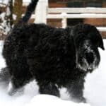 Giant Schnoodle - What to Expect & FAQ