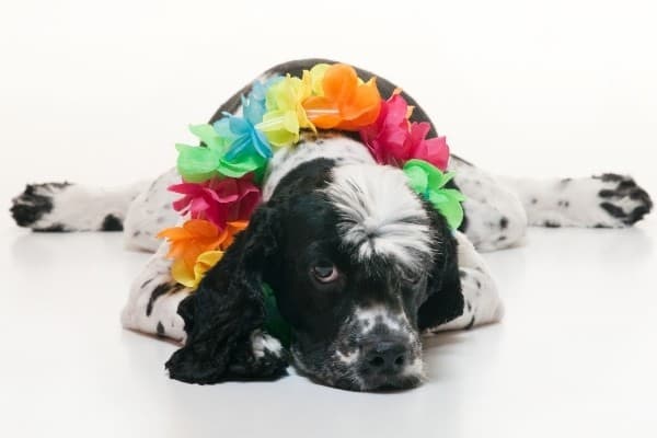 A black and white Cockalier wearing a colorful Hawaiian lei around his neck.