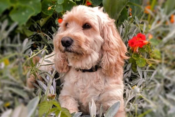 A tan Silky Cocker relaxing among plants and red flowers.