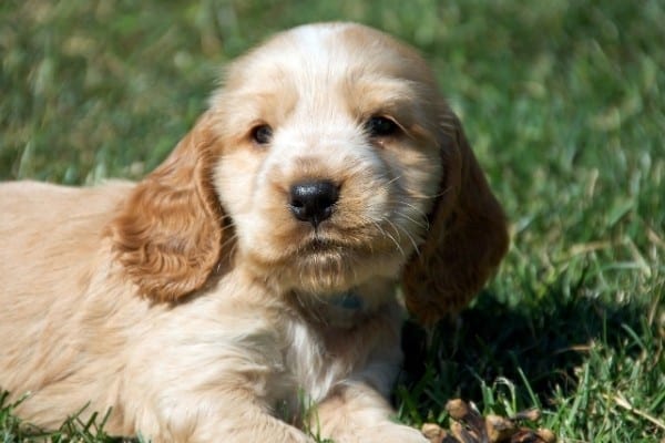 A cream Cocker Spaniel mix puppy lying on green grass.