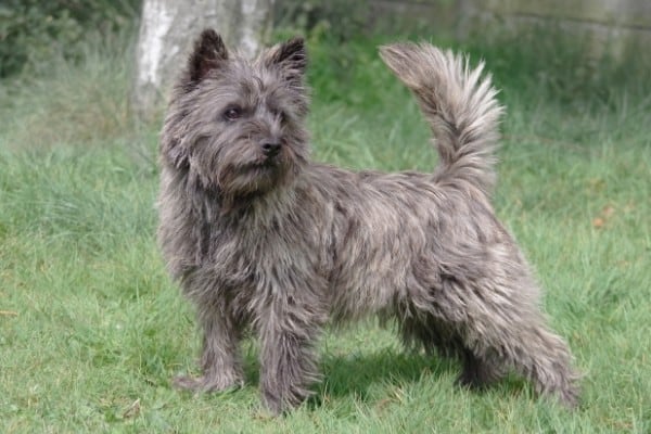 A gray Cairn Terrier standing on grass gazing off to his left.