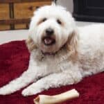 A light cream Bordoodle lying on a dark red rug with a rawhide.