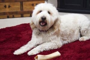 A light cream Bordoodle lying on a dark red rug with a rawhide.