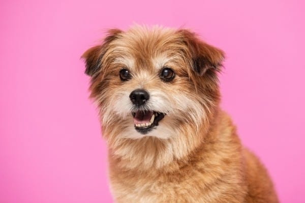 A Pomachon (Pomeranian Bichon Frise mix) with a pink background.