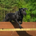 8 Effective Solutions To Stop a Dog From Jumping a Fence