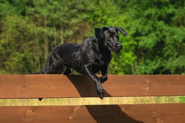 A black lab mix jumping over a wood rail fence.