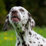 A dalmatian dog with brown spots barking while outdoors.