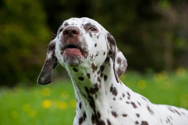 A dalmatian dog with brown spots barking while outdoors.