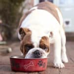 Why Do Dogs Always Want To Eat? Reasons & How To Control It (2023)