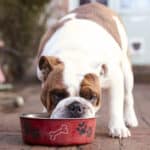 A bulldog eating from a red bowl outside on a patio.