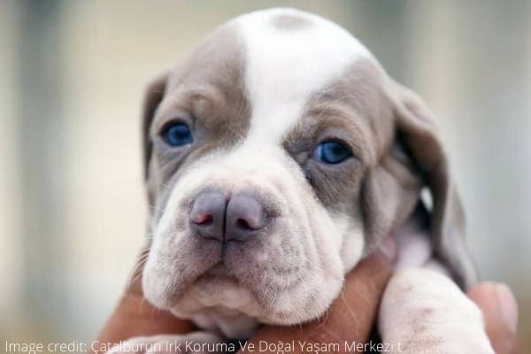 A tan-and-white Catalburun puppy with a split nose and blue eyes.