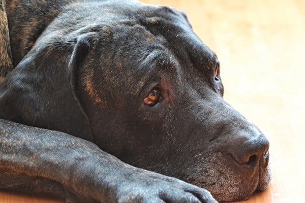 An older dog with a brindle coat resting with his head down on the floor.