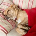 A tan-and-white dog resting on a striped couch under a red blanket with his head on a pillow.