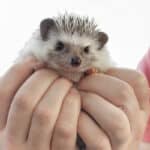 A person wearing a pink shirt holding a hedgehog outdoors.