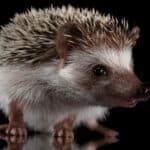 A close-up shot of a hedgehog against a black background.