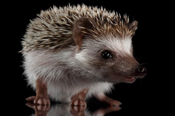 A close-up shot of a hedgehog against a black background.