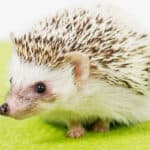 A pet hedgehog on a lime-green carpet with a white background.
