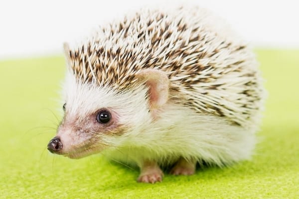 A pet hedgehog on a lime-green carpet with a white background.