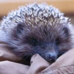 A cute hedgehog resting on rumpled beige fabric..
