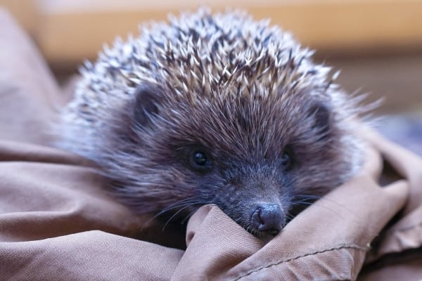 A cute hedgehog resting on rumpled beige fabric..