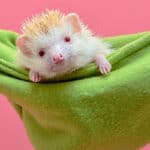 A cute, young hedgehog peeking out from a green fabric hammock.