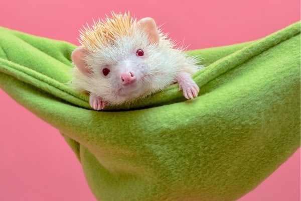 A cute, young hedgehog peeking out from a green fabric hammock.