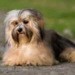 A cute black-and-tan Havanese dog lying on a dirt path outside.