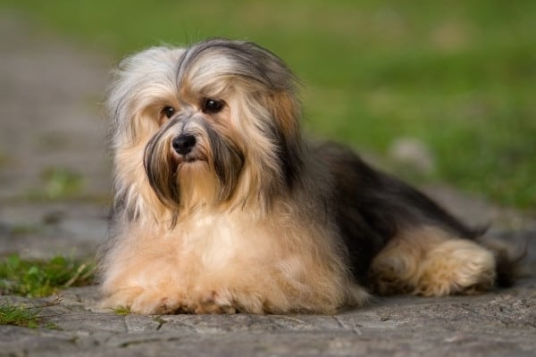 A cute black-and-tan Havanese dog lying on a dirt path outside.