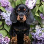 A cute black-and-tan Dachshund puppy sitting surrounded by lilac flowers.