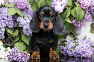 A cute black-and-tan Dachshund puppy sitting surrounded by lilac flowers.