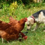 A cute black-and-tan dog nosing around the ground beside a flock of Rhode Island Red chickens.