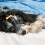 Can a Havanese Be Left Alone? [+ Helpful Tips] (2023)