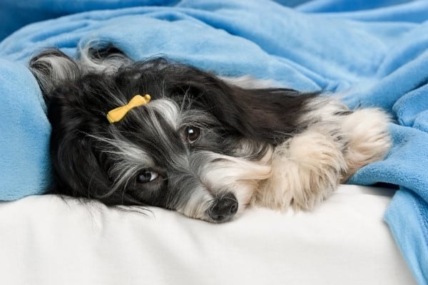 A black-and-white Havanese with a yellow bow in her hair lying in bed under a blue blanket.