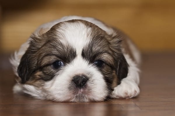 A small brindle-and-white shih tzu puppy lying on a wood floor.