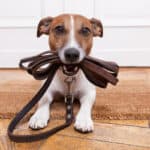 A small brown-and-white dog waiting by the front door with a leather leash in his mouth.