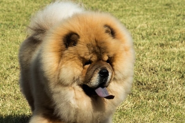 An adult purebred Chow chow walking on a grassy lawn.