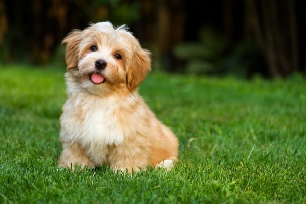 A cute little Havanese puppy sitting outside on the lawn.