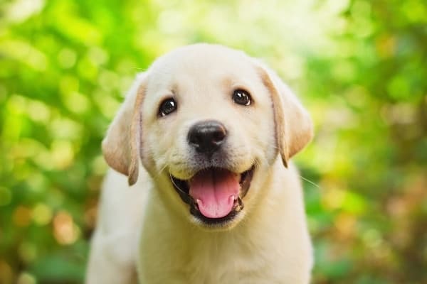 A cute little yellow Labrador puppy standing outside with the sun shining behind him.