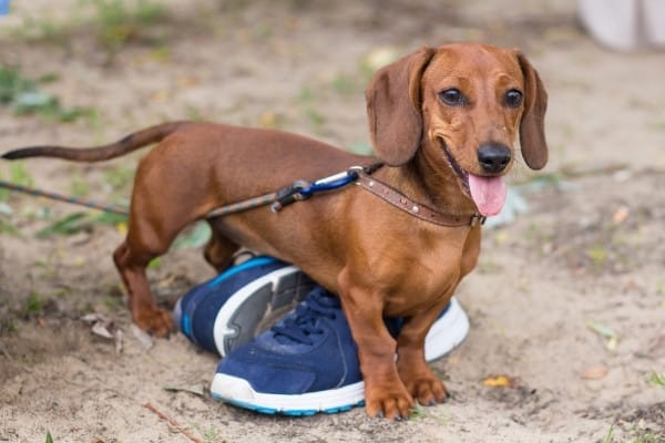 A happy-looking Dachshund standing over a pair of blue running shoes.