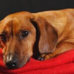 Dachshund dog lying on a red blanket against a black background.