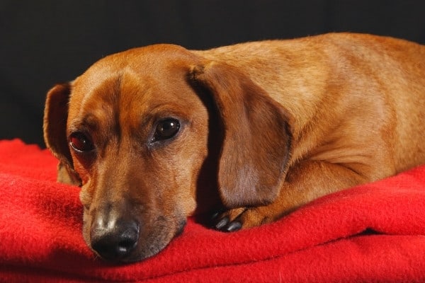 Dachshund dog lying on a red blanket against a black background.