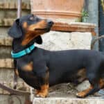 A black-and-tan Dachshund beside old stone steps and iron gate.