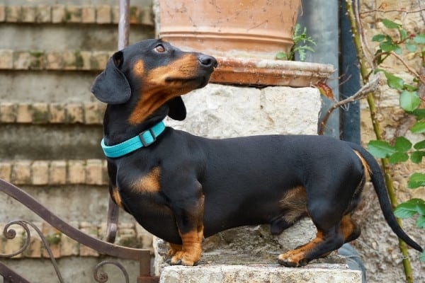 A black-and-tan Dachshund beside old stone steps and iron gate.