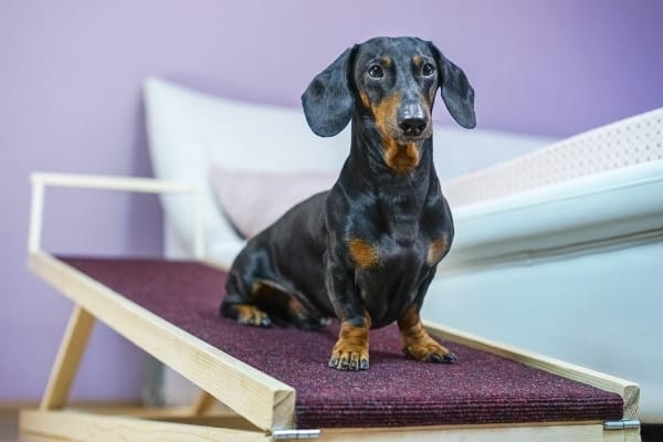 A dachshund dog sitting on a maroon ramp leading up to a bed.