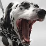 A Dalmatian dog with his mouth wide open in a big yawn.