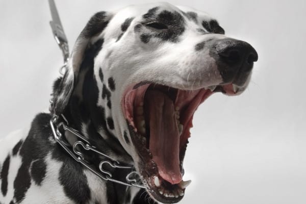 A Dalmatian dog with his mouth wide open in a big yawn.